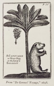 Ein Capivard oder Wasserschwein am Fuß eines Bananenbaums, aus de Gennes